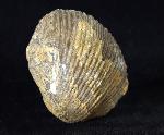 Sakawairhynchia olenekensis DAGYS 1965 - Bild © FossNet FossilienStore